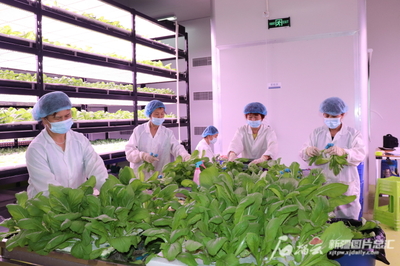 新疆防疫生產兩不誤,優化供給保民生